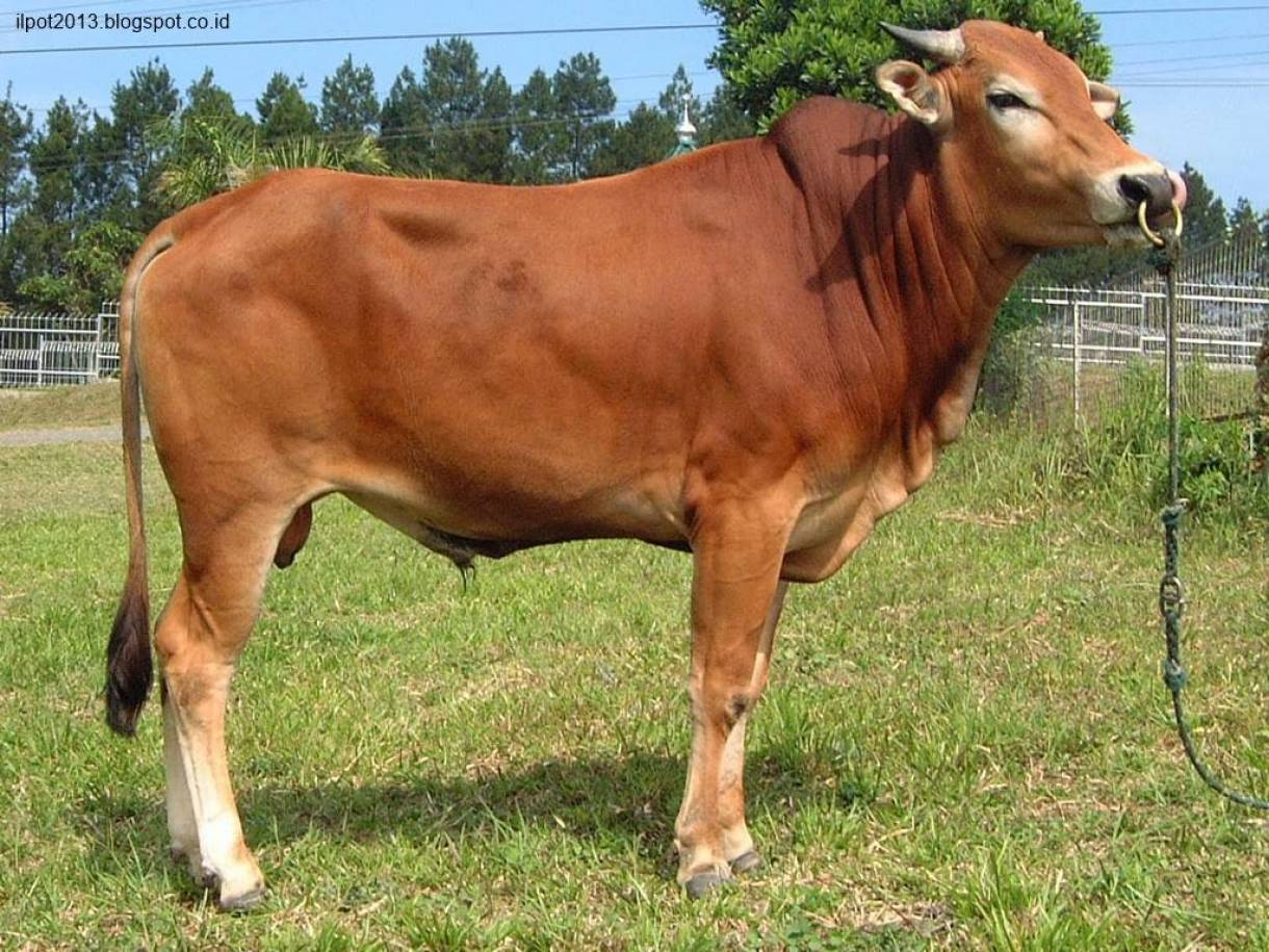 sapi B2-image